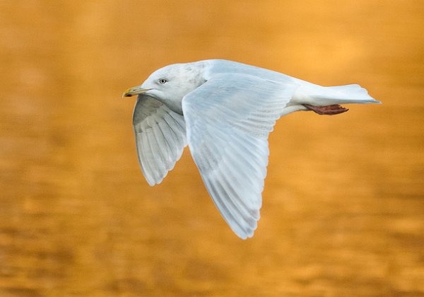 Grønlandsmåke ua kumlieni