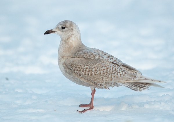 Grønlandsmåke