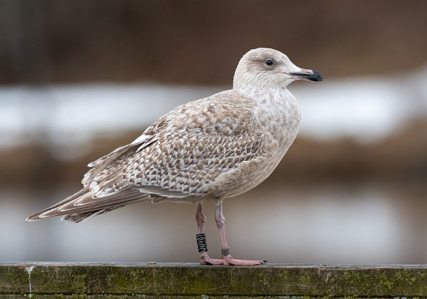 Polarmåke x Gråmåke