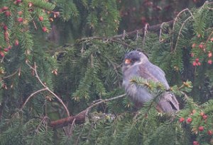 Aftenfalk 2K hann Skogn, Levanger-4451