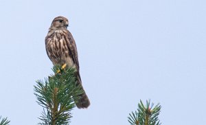 Dvergfalk Røros - 0689