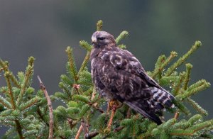 Fjellvåk Hølomnda, Melhus - 3376