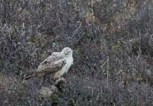 Steppehauk x Myrhauk Unndalsvatnet, Oppdal - 5730