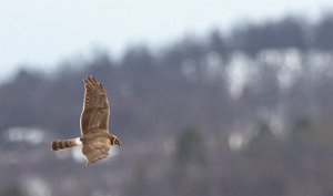 Steppehauk 2K hunn Galåen, Røros - 6151