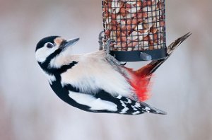 Flaggspett hunn Brøttem, Klæbu-3221