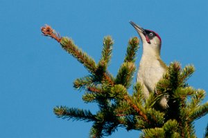 Grønnspett Kjelsåsen, Frosta-3958