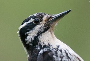 Tretåspett hunn Tromsdalen, Verdal-8532