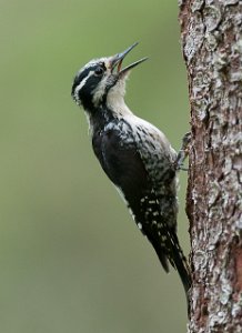 Tretåspett hunn Tromsdalen, Verdal-8763