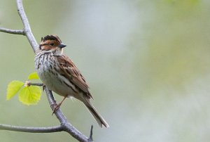 Dvergspurv Nyrud, Sør-Varanger-3041