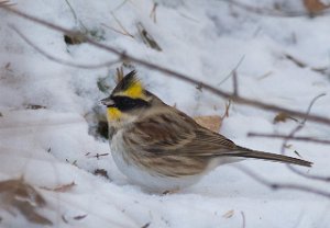 Gulstrupespurv Skybakkgrenda, Elverum-9728