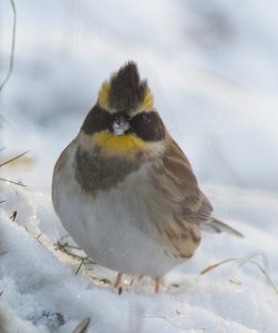 Gulstrupespurv Skybakkgrenda, Elverum-9864