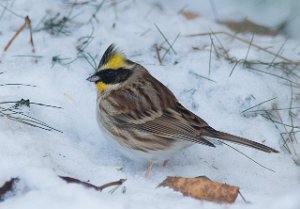 Gulstrupespurv Skybakkgrenda, Elverum-9880