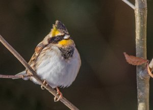 Gulstrupespurv Skybakkgrenda, Elverum-9977