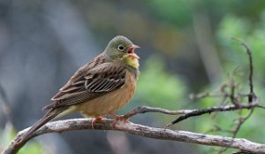 Hortulan Melåmoen, Elverum-6431