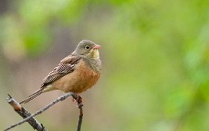 Hortulan Melåsmoen, Elverum-6319