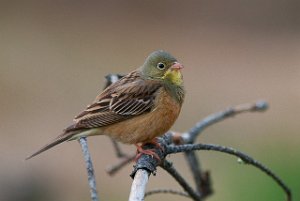 Hortulan Melåsmoen, Elverum-6563