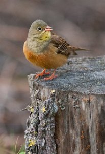 Hortulan Melåsmoen, Elverum-6584