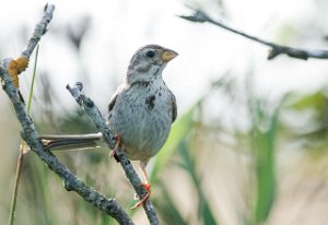 Kornspurv Skjerns Enge, Jylland-7120