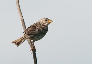 Kornspurv Skjerns Enge, Jylland-7240