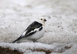 Snøspurv Bjørndalen, Svalbard 1589