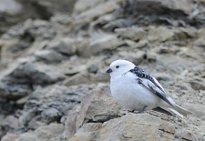 Snøspurv Bjørndalen, Svalbard 2548