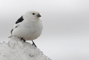 Snøspurv Snow Bunting Adventdalen, Svalbard 5389