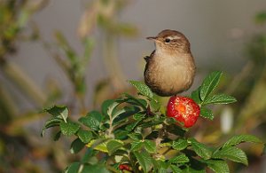 Gjerdesmett Utsira 3249