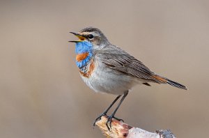 Blåstrupe hann Hjerkinn, Dovre - 3089