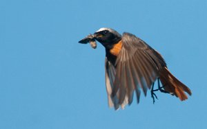 Rødstjert hann Saksvikvollen. Trondheim-2475