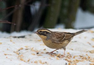 Sibirjernspurv Slettmoen øst, Løten-5813