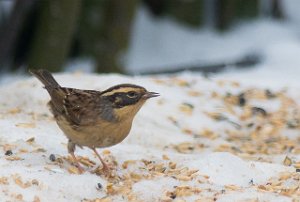 Sibirjernspurv Slettmoen øst, Løten-5822