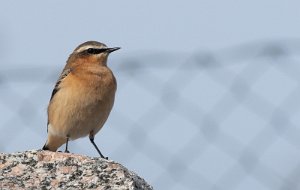 Steinskvett Sula, Frøya - 4730