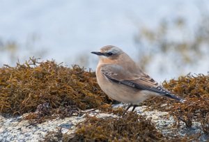 Steinskvett Sula, Frøya - 8554