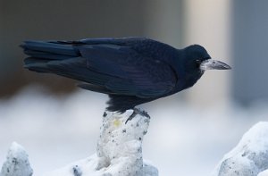 Kornkråke Tempe, Trondheim - 2247