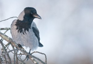 Kråke Nidarø, Trondheim-7381