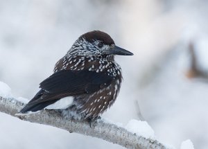 Nøttekråke Rønningen, Trondheim - 6208