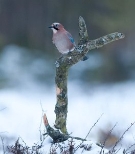 Nøtteskrike Klæbu-2753