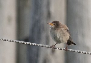 Rosenstær Sula, Frøya - 4061