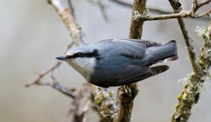 Spettmeis Ytterøya, Levanger 231