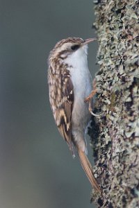 Trekryper Nidarø, Trondheim-0425