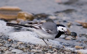 Linerle Volløya, Melhus 3197