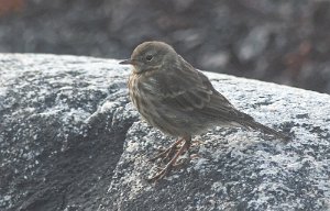 Skjærpiplerke Sula, Frøya - 0256