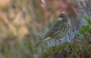 Skjærpiplerke Sula, Frøya - 5052