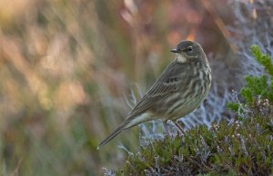 Skjærpiplerke Sula, Frøya - 5052