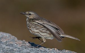 Skjærpiplerke Sula, Frøya - 8934