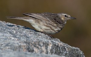 Skjærpiplerke Sula, Frøya - 9001