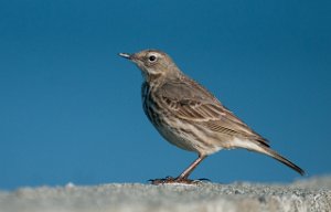 Skjærpiplerke Tautra, Frosta-4802