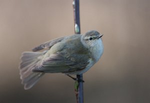 Gransanger Målsjøen, Klæbu-8975