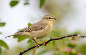 Løvsanger Tautra, Frosta-8010