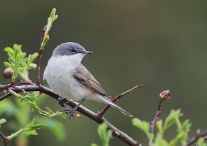 Møller Skipstadkilen, Hvaler 2347